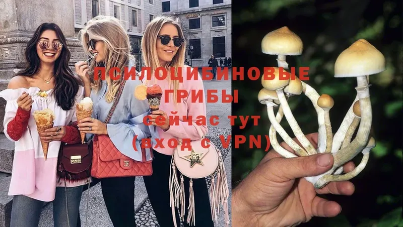 МЕГА ССЫЛКА  цена наркотик  Белокуриха  Галлюциногенные грибы Psilocybe 